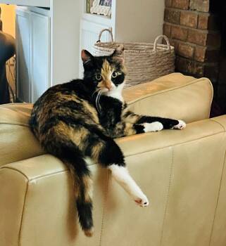 MARIGOLD #1998 - Offered by Owner - Young Calico -  Calico and Tortoiseshell Cat for Adoption in Hillsboro, Oregon - MARIGOLD #1998 - Offered By Owner - Young Calico | PetCurious