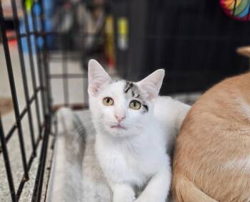 Sprinkle -  Domestic Short Hair Cat for Adoption in Huntington, Indiana - Sprinkle | PetCurious