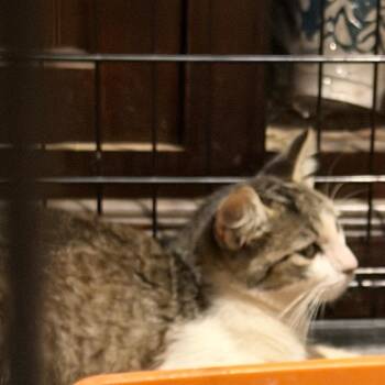 Abby -  American Shorthair Cat for Adoption in Mount Vernon, Arkansas - Abby | PetCurious