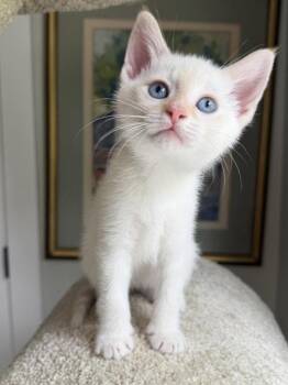 Denali -  Siamese and Domestic Short Hair Cat for Adoption in Nashville, Tennessee - Denali | PetCurious