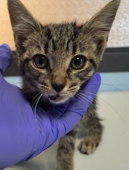 Nf7 -  Domestic Short Hair Cat for Adoption in Lawrenceville, Georgia - Nf7 | PetCurious