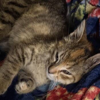 Domestic Short Hair Cats Available for Adoption in Minnetonka, Minnesota - Rachel C69627 | PetCurious