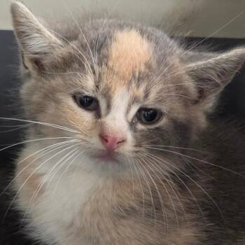 Domestic Short Hair Cats Available for Adoption in Auburn, Alabama - Potato | PetCurious