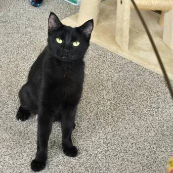 Navi--In Foster -  Domestic Short Hair Cat for Adoption in Fargo, North Dakota - Navi--In Foster | PetCurious