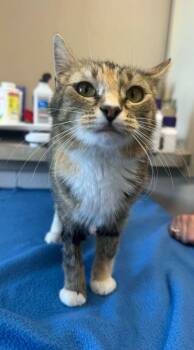 Squally -  Domestic Short Hair Cat for Adoption in Marion, Ohio - Squally | PetCurious