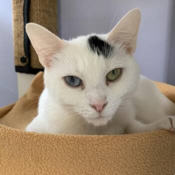 Mystic -  Domestic Short Hair Cat for Adoption in Chicago, Illinois - Mystic | PetCurious