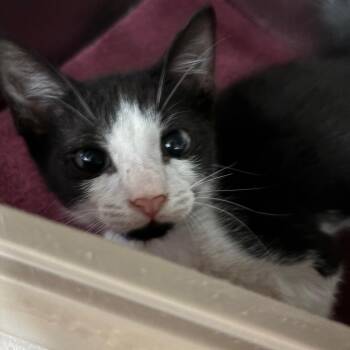 Frangelico -  Domestic Short Hair Cat for Adoption in Lakeland, Florida - Frangelico | PetCurious