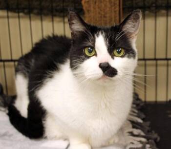 Bandit -  British Shorthair Cat for Adoption in Mansfield, Massachusetts - Bandit | PetCurious