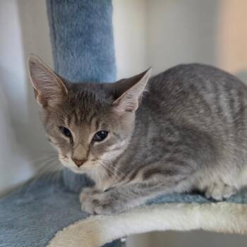 Gary -  Domestic Short Hair Cat for Adoption in Muncie, Indiana - Gary | PetCurious