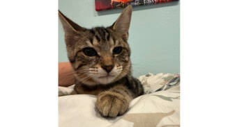 Rescue Domestic Short Hair and Tabby Cats for Adoption in New Cumberland, West Virginia - Captain America | PetCurious