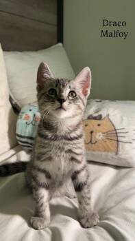 DRACO  MALFOY -  Domestic Short Hair Cat for Adoption in Beaumont, California - DRACO  MALFOY | PetCurious
