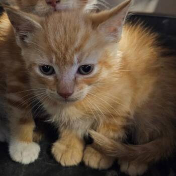 Orange Citrus Mango -  Domestic Short Hair Cat for Adoption in Greensboro, North Carolina - Orange Citrus Mango | PetCurious