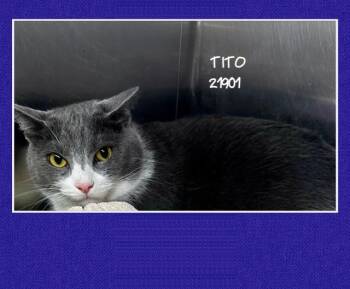 TITO -  Domestic Short Hair Cat for Adoption in Marietta, Georgia - TITO | PetCurious