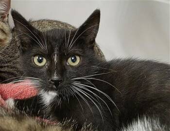 TIM THE WIZARD -  Domestic Short Hair Cat for Adoption in Aliquippa, Pennsylvania - TIM THE WIZARD | PetCurious