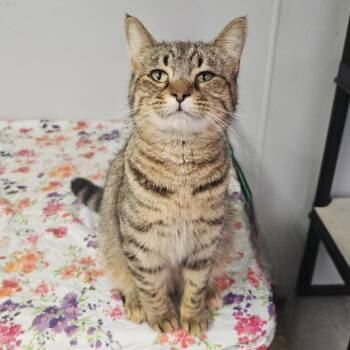 Domestic Short Hair Cats Available for Adoption - Lil Girl | PetCurious