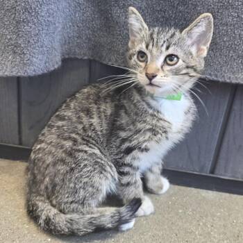 Annie -  Domestic Short Hair Cat for Adoption in Fort Wayne, Indiana - Annie | PetCurious