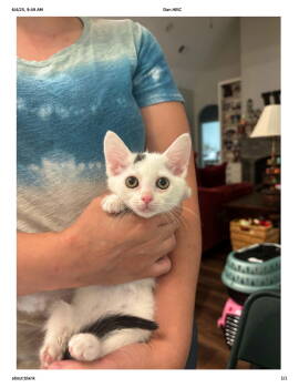 Rescue Domestic Short Hair Cats for Adoption in Camden, South Carolina - Dab (Available For Pre-adoption) | PetCurious