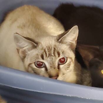Rescue Siamese Cats for Adoption in Port Charlotte, Florida - Posh Spice | PetCurious