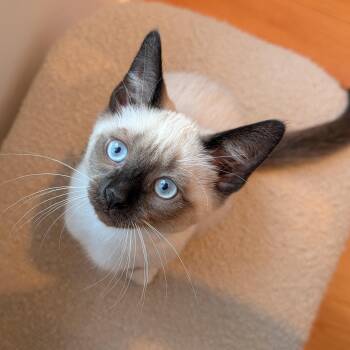 Chickadee -  Domestic Short Hair Cat for Adoption in Alexandria, Virginia - Chickadee | PetCurious