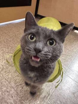 Rescue Domestic Short Hair Cats for Adoption in Chicago, Illinois - Snowball | PetCurious