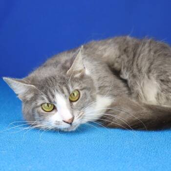 Domestic Short Hair Cats Available for Adoption in Tupelo, Mississippi - Jess - 041707U | PetCurious