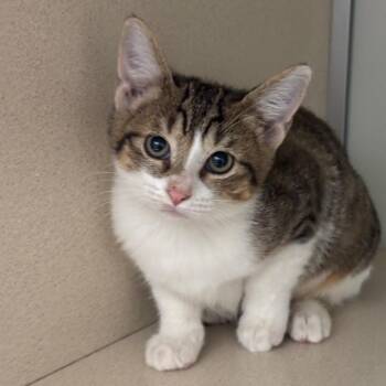 Siren -  Domestic Short Hair Cat for Adoption in League City, Texas - Siren | PetCurious