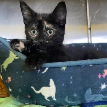 Blossom -  Domestic Short Hair Cat for Adoption in Dayton, Ohio - Blossom | PetCurious