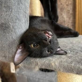 Sierra Groth -  Domestic Short Hair Cat for Adoption in Morrison, Colorado - Sierra Groth | PetCurious