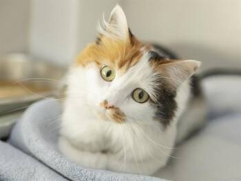 Domestic Short Hair Cats Available for Adoption in Phoenix, Arizona - HUAHUA | PetCurious