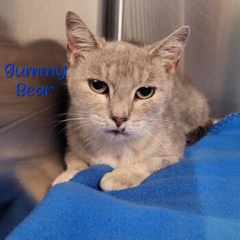 Gummy Bear -  Domestic Short Hair Cat for Adoption in Parkersburg, West Virginia - Gummy Bear | PetCurious