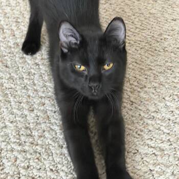 Jane Goodall -  Domestic Short Hair Cat for Adoption in Buffalo, New York - Jane Goodall | PetCurious