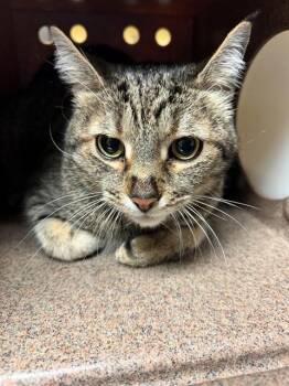Domestic Short Hair Cats Available for Adoption in Cookeville, Tennessee - JAMM | PetCurious