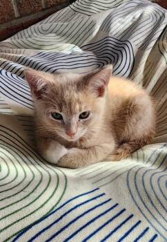 Pumpkin -  Domestic Short Hair Cat Available for Adoption in Cleveland, Ohio - Pumpkin | PetCurious