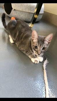 Rescue Domestic Short Hair Cats for Adoption in Lodi, California - Val | PetCurious