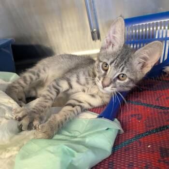 Wibbly Wobbly -  Domestic Short Hair Cat for Adoption in Goleta, California - Wibbly Wobbly | PetCurious