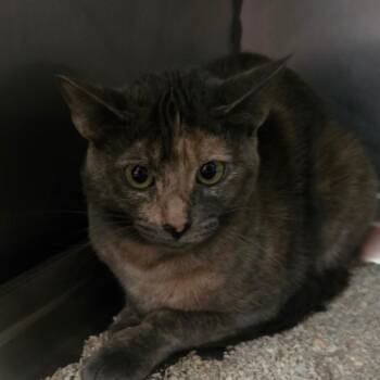 Domestic Short Hair Cats Available for Adoption in San Jacinto, California - Twinkle Toes | PetCurious
