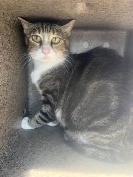EFFEN 11 -  Domestic Short Hair Cat for Adoption in Rancho Cucamonga, California - EFFEN 11 | PetCurious