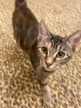 Silki -  Tabby and Domestic Short Hair Cat for Adoption in Pompano Beach, Florida - Silki | PetCurious