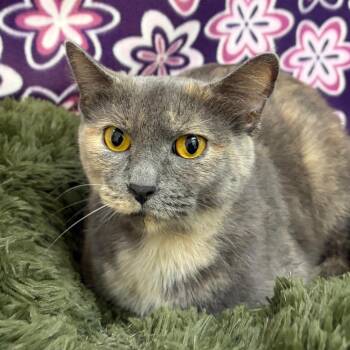 Luna -  Domestic Short Hair Cat for Adoption in Riverwoods, Illinois - Luna | PetCurious