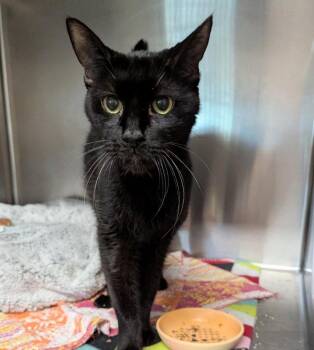 Noah -  Domestic Short Hair Cat for Adoption in Ocala, Florida - Noah | PetCurious