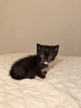 Winston -  Tuxedo Cat for Adoption in Lodi, California - Winston | PetCurious