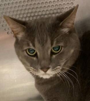 Mango -  Domestic Short Hair Cat for Adoption in Eugene, Oregon - Mango | PetCurious