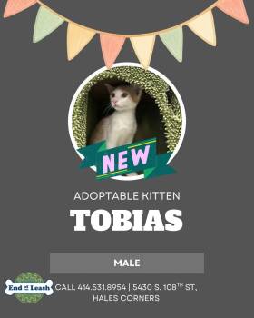 Domestic Short Hair Cats Available for Adoption in Muskego, Wisconsin - Tobias -Affectionate And Playful | PetCurious