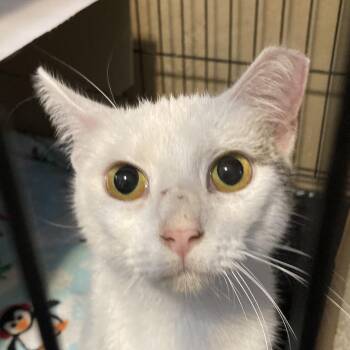 Gabby -  Domestic Short Hair Cat for Adoption in Marion, Illinois - Gabby | PetCurious