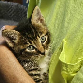 Tigger C12165 -  Domestic Medium Hair Cat for Adoption - Tigger C12165 | PetCurious