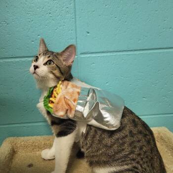 Rescue Domestic Short Hair Cats for Adoption in Chilton, Wisconsin - Guac | PetCurious