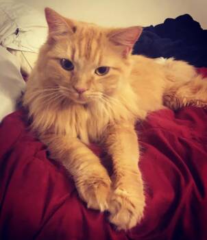 Ladybug -  Domestic Medium Hair Cat for Adoption in Nashville, Tennessee - Ladybug | PetCurious
