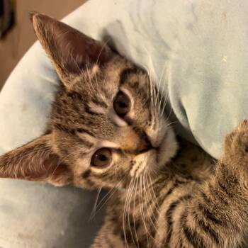 Bruce -  Domestic Short Hair Cat for Adoption in Houghton Lake, Michigan - Bruce | PetCurious