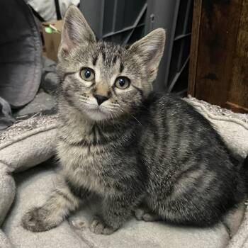 Clara Coleman -  Domestic Short Hair Cat Available for Adoption in Morrison, Colorado - Clara Coleman | PetCurious