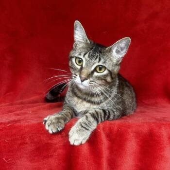 Amazon -  Domestic Short Hair Cat Available for Adoption in Conway, New Hampshire - Amazon | PetCurious